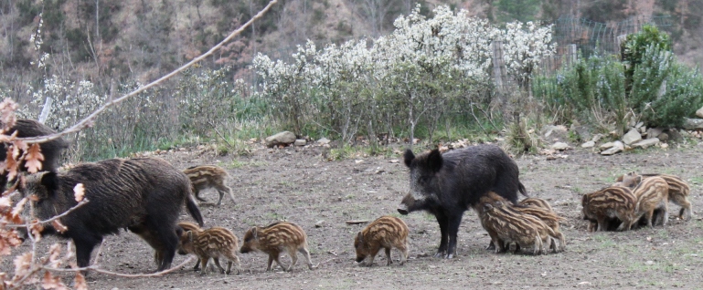 IL CINGHIALE